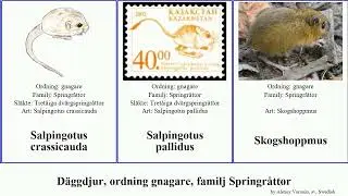 D&auml;ggdjur, ordning gnagare, familj Springr&aring;ttor allactaga major mammal orientalis pallidus sibirica