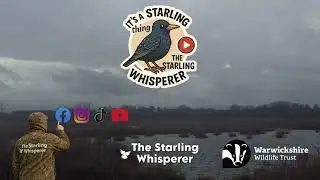 Bram Vs Starlings..   Storm Bram Starling Murmuration #starling #murmuration #birds #fyp