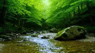 forest and nature sounds : Relieve anxiety with river and bird songs