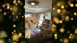 Champion Cat Talks! A Memeworthy Compilation of the Most Beautiful Feline Ever