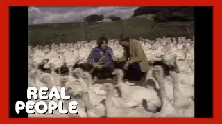 Turkey Whisperer | Real People | George Schlatter
