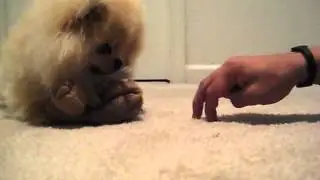 pomeranian protecting his toy