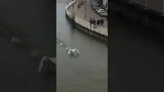 Swan taking off | Cambridge