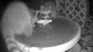 Raccoon Splash Party! | Baby Raccoons Discover Backyard Birdbath
