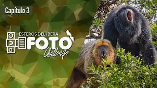 [ CAPITULO 3 ] IBERA FOTO CHALLENGE