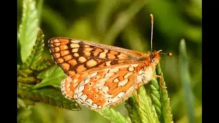 Marsh Fritillary Euphydryas aurinia