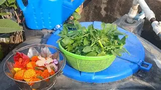 ছাদ পরিষ্কার করে সাজানো হল/সমস্ত চারা বসালাম ও বীজ বপন করলাম/শীতের প্রথম শাক হারভেসট 