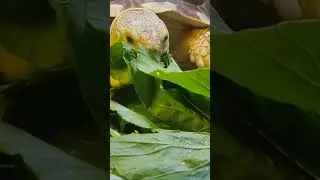 🤗🤗🤗#feedshorts #feeding #mukbang #asmr #asmrsounds #cute #pets #sulcata #sulcatatortoise #feeding