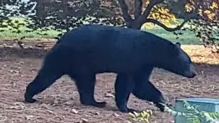 Townsend police issues warning after black bear attacks neighbor's farm animals