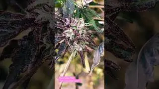 &ldquo;Cool 😎November Cannabis Colors of NewEngland&rdquo;  #Autumn2025 #colorsofcannabis