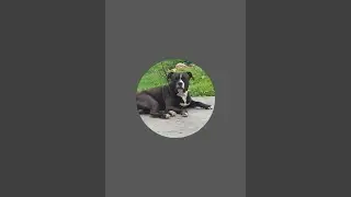 shadow the pitbull #shorts#pitbull#dog
