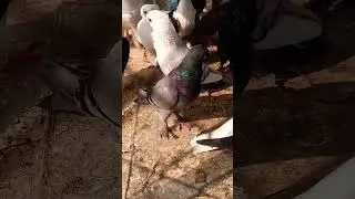DOVE 🖤 | PAVURALU | Pigeons | 4K VIDEO | ULTRA HD VIDEO #shorts #viral #short #pigeon