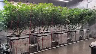 Current Culture RDWC- Medic Grow Fold-6 & Fold-8 - Day 8 of Flower