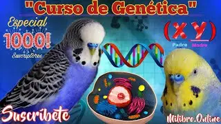 Curso de Genética Para Periquitos Australianos 📝 / 📚 Aprende de Mutaciónes y Cruces Fácil 🦜Parte 1️⃣