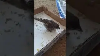 seed bath