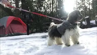 Snow camping adventure! (Maui the Shih Tzu)