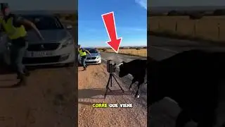 EL RADAR NO MULT&Oacute;&hellip; PERO EL TORO S&Iacute; 😅🐂 #shorts #toros #bulls #guardiacivil