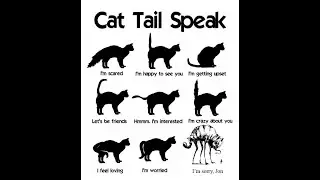 Cat Tail Signs - Decoded | Understand Kitten Body Language & Behavior to Avoid Problems | Mykitten