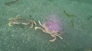 Crab Rodeo 🦀  | Diving for Dungeness