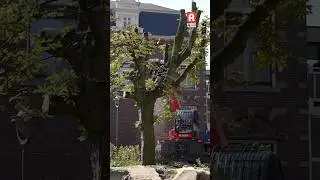 Weg zijn ze&hellip; drie iconische kastanjebomen uit het hart van Alphen
