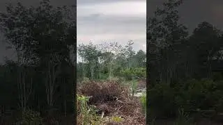 Alhamdulillah sawit ku