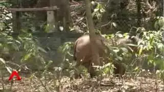 New breeding method for the Sumatran Rhinos