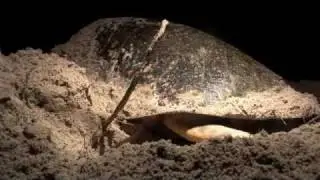 Hawksbill Turtle laying eggs. Nesting Turtle.