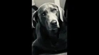 Are Silver Labs actual lab retrievers?