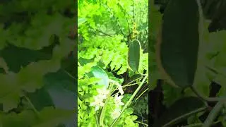 Хойя Австралис Блонди