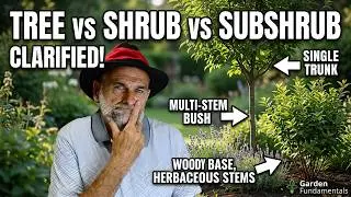 Difference between trees and shrubs - and subshrubs
