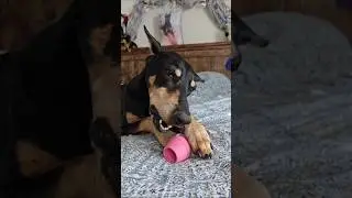 ❤️ 😍 Dog Parents, You&rsquo;re Gonna Thank Me Later!
