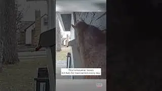 Squirrel Steals Mail Carrier&rsquo;s Kit Kat #shorts
