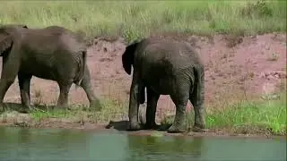 African elephants face risk of extinction