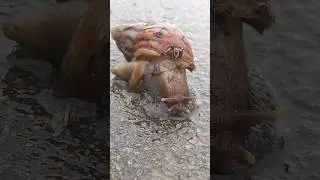 snail short #shorts #short #usa #trending #animals #malaysia #india #youtubeshorts #foryou #funny