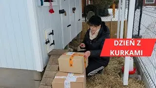 Sprzątanie kurnika ❄️ zakupy #chicken #kury #kurnik #animals 
