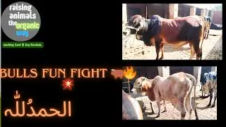 Bulls Fun Fight 🐂🔥💥 #FarmLife #Animals #farming