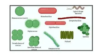 Shapes and Arrangements Of Bacteria    Video No  1329