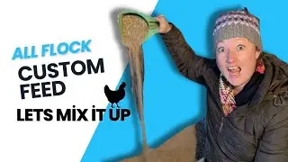 How to Make an All-Flock Chicken Feed Mix at Home (Step-By-Step Tutorial)