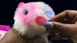 Fun Playtime with the PomSieS