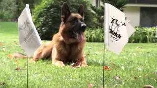 Hidden Fence - Dog Watch Australia