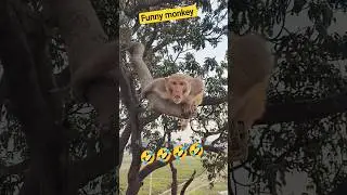 funny monkey 🐒🐒🐒🤣🤣🤣#funny #monkey #funnyvideo 01661