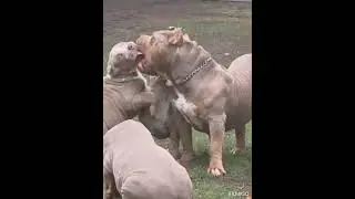 #bullylife 