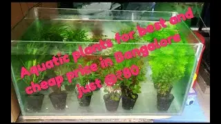 Aquarium plants in Bangalore for best price