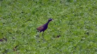An alarmed bronze winged jacana