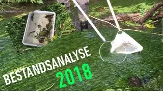 BESTANDSANALYSE | Tannisbugt Natur Og Vandpleje