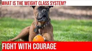 Female Boxer Weight: The Average Across Different Weight Classes