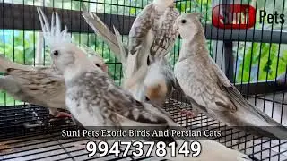 #COCKATIEL WHITE FACE PEARLS AND PIEDS