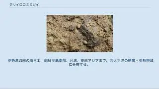クリイロコミミガイ