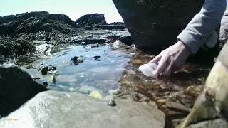 20220527   02vid   Wembury Pt   Anguilla Anguilla, Common eel