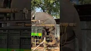 Kerala Elephant Transportation during Thrissur Pooram 2025 #kerala #elephant #shorts